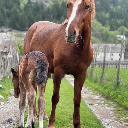 Thethi Mountain Villa Theth