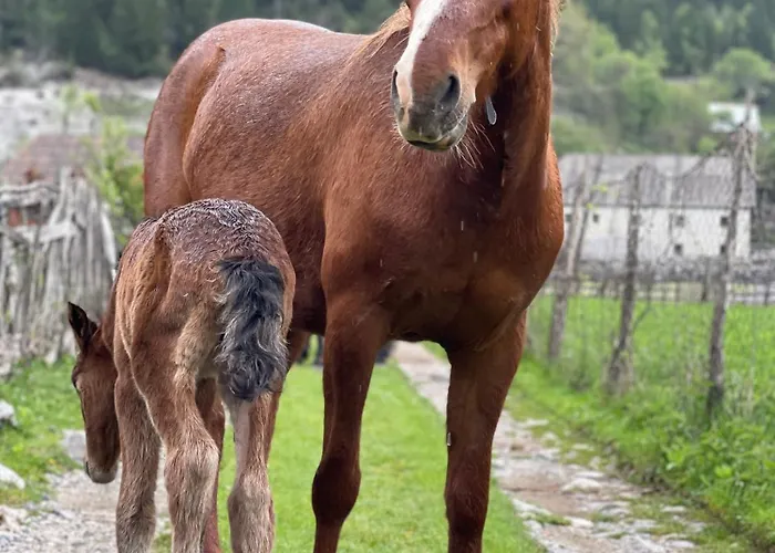 Thethi Mountain Villa Theth